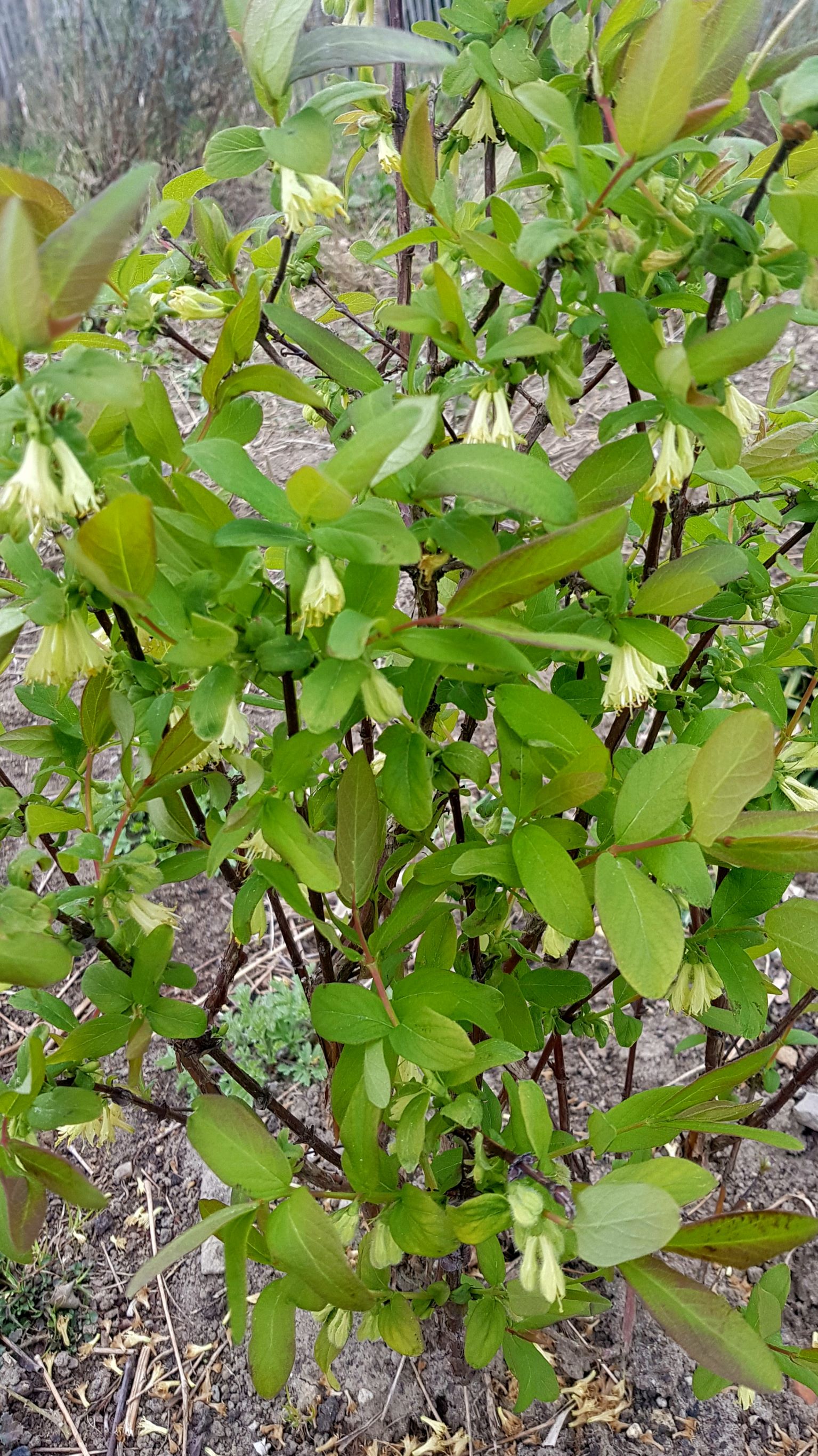 Hart van Wierden blauwe honingbes mei 2022.jpg